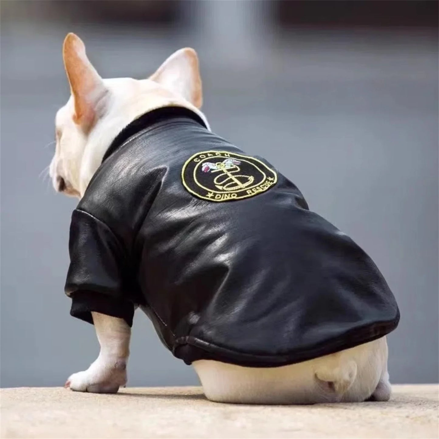 07-Funny costume for cats and dogs with jacket and stiff collar.
