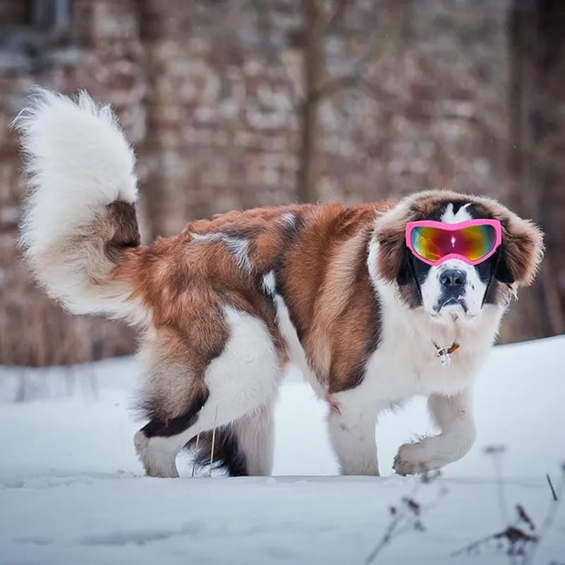 04a-UV Sunglasses for Large Dogs – Adjustable Outdoor Sports