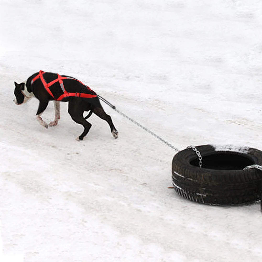 08-Imbracatura da Slitta per Cani XL – Training & Avventura Invernale