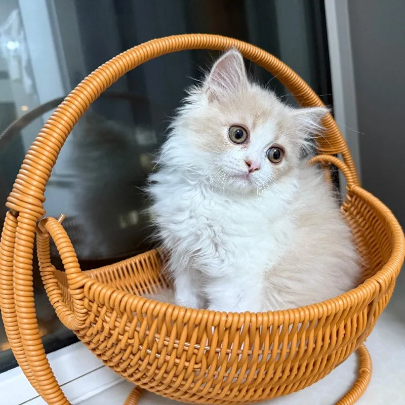 00-aTiragraffi | Amaca per Gatti in Vimini con Design a Cesto Moderno