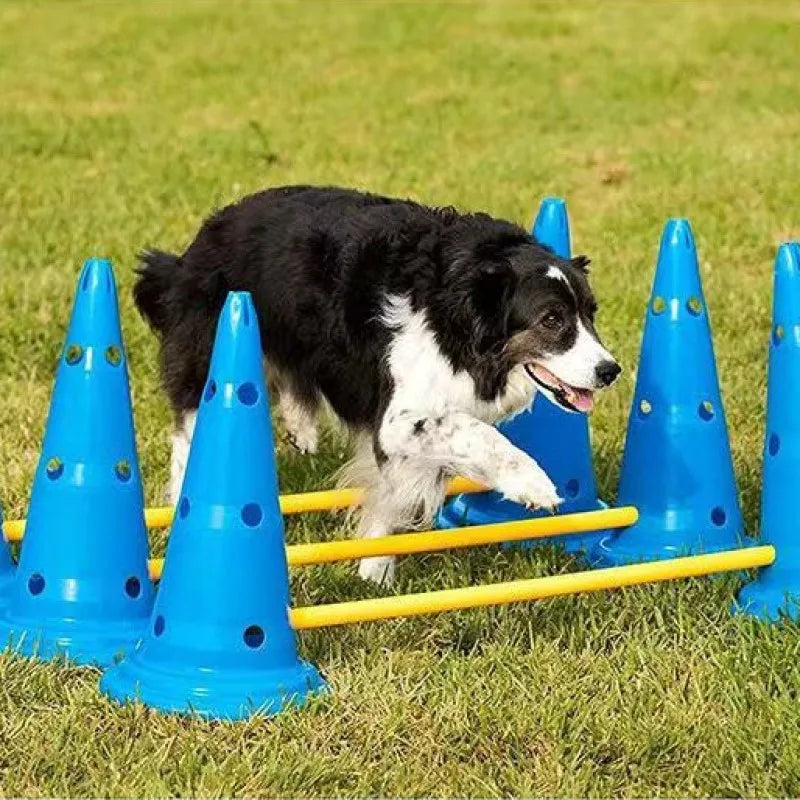 04-Pet Agility Training.