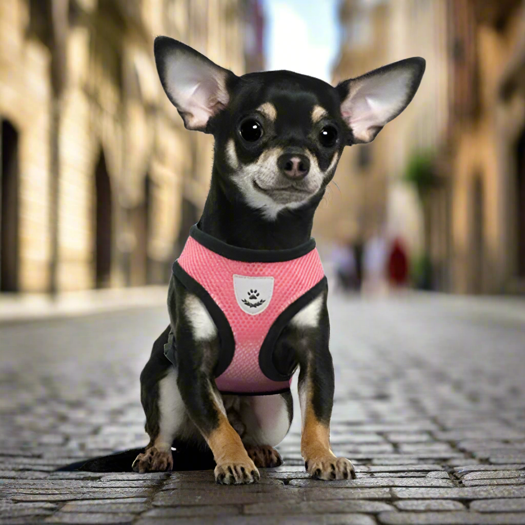 03-Breathable Harness with Leash for Cats and Small Dogs